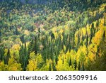 Fall foliage in Superior National Forest near Grand Marais, Minnesota