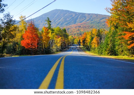 Fall Foliage Trees Road