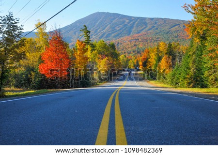 Fall Foliage Trees Road