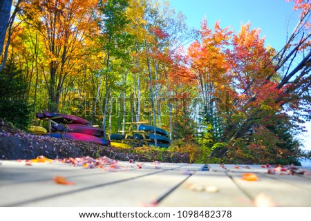 Fall Foliage Trees Road
