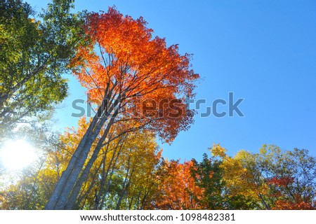 Fall Foliage Trees Road