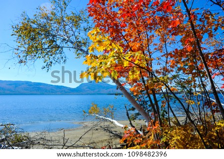 Fall Foliage Trees Road