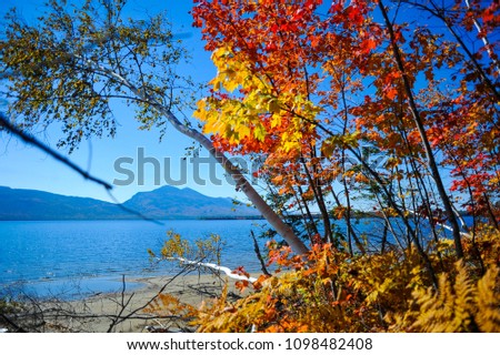Fall Foliage Trees Road