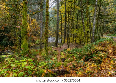 Fall Foliage,Skate Creek Road (Forest Road 52), Mount Rainier National Park