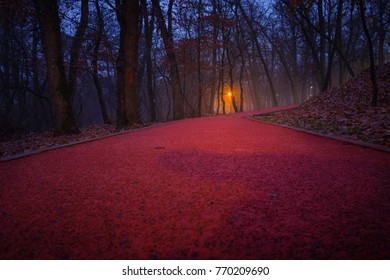 
fall in the forest