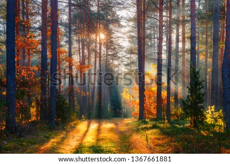 Fall. Fall forest. Forest landscape. Autumn nature. Sunshine in forest. Sun shines through trees. Path in natural park with autumn trees.