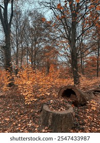 Fall forest scene with broken tree stump
