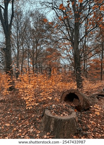 Fall forest scene with broken tree stump