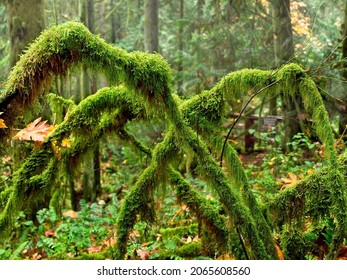 Fall Forest In Tod Inlet, Vancouver Island, Victoria BC