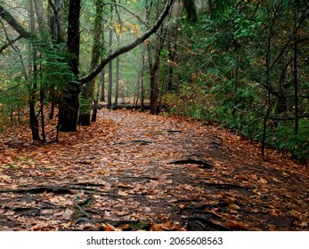 Fall Forest In Tod Inlet, Vancouver Island, Victoria BC