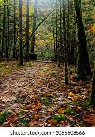 Fall Forest In Tod Inlet, Vancouver Island, Victoria BC