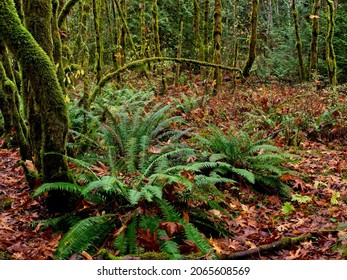 Fall Forest In Tod Inlet, Vancouver Island, Victoria BC