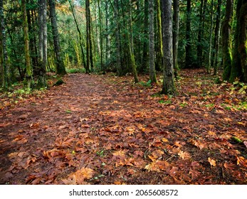 Fall Forest In Tod Inlet, Vancouver Island, Victoria BC