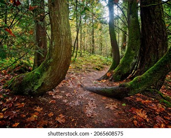 Fall Forest In Tod Inlet, Vancouver Island, Victoria BC