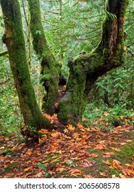 Fall Forest In Tod Inlet, Vancouver Island, Victoria BC