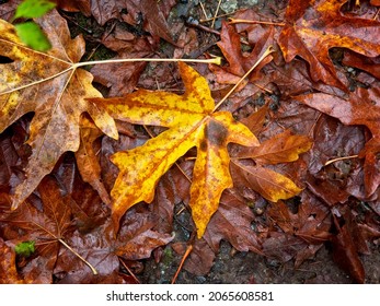 Fall Forest In Tod Inlet, Vancouver Island, Victoria BC