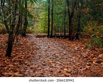 Fall Forest In Tod Inlet, Vancouver Island, Victoria BC