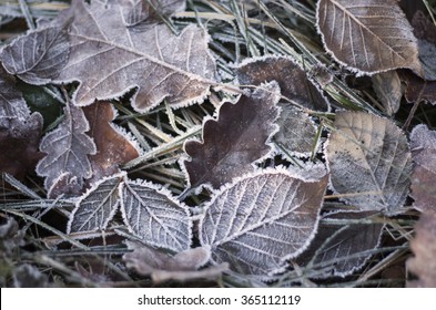 Fall Frosty Leaves Background - The End Of Autumn And Beginning Of Winter