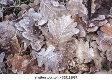 Fall Frosty Leaves Background Shows The End Of Autumn And Beginning Of Winter