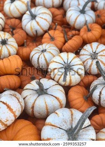Fall Fun Pumpkin Patch in California. 