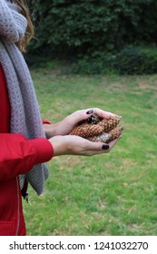 fall in the garden