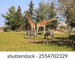 In fall the giraffe (Giraffa camelopardalis) is an African even-toed ungulate mammal and Zebras are several species of African equids (horse family)