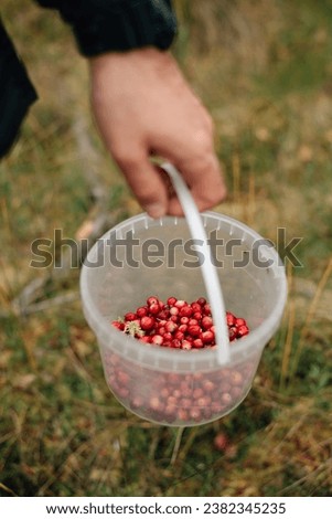 Fall. Grass. Bucket of cranberries. High quality photo