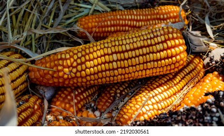 Fall Harvest Cornucopia Picking Corn Farm Stock Photo 2192030561 ...