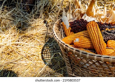 Fall harvest cornucopia. picking corn in the farm. - Shutterstock ID 2195803537