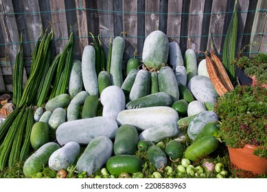 Fall Harvest Of Produce In The Vegetable Garden