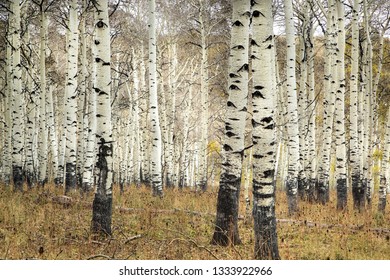 Fall Has Arrived At Kolob Terrace Near Zion National Park, Utah