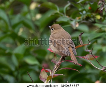 Fall Hermit Thrush eating berries