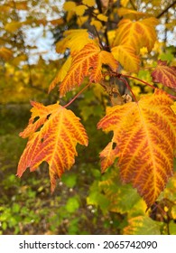 Fall Hues In Rotary Park West Kelowna