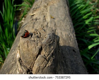 
The fall of the ladybug
