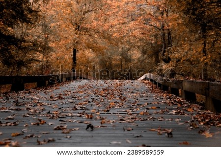 Fall Landscape with boardwalk covered with Fall leaves