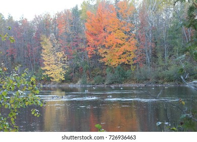 Fall Landscape With Canada Goose On Magog River