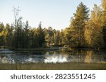 Fall landscape of pond surrounded by pine and birch forest at sunset. Late autumn in marshy countryside of the Baltic states. 