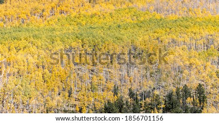 Fall landscape scene with a huge golden aspen forest covering the mountains in Colorado
