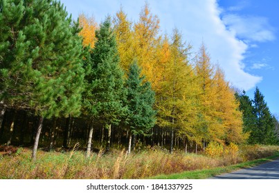In fall Larix laricina, commonly known as the tamarack, hackmatack, eastern, black, red or American larch, is a species of larch native to Canada and pines trees