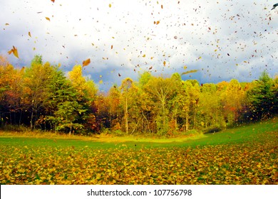 Fall Leaf Blow In Ohio