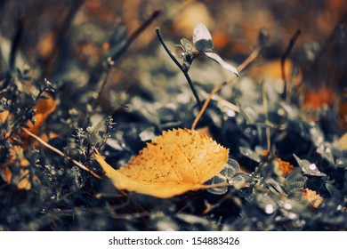 fall leaf closeup