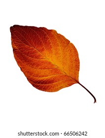 Fall Leaf Isolated On White Background