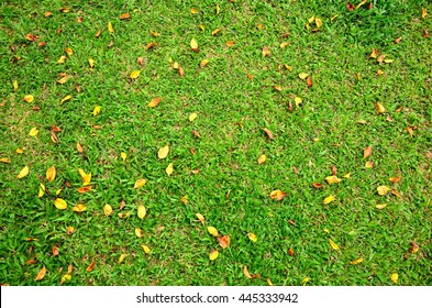 Fall Leaf On The Grass