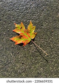 Fall Leaf On Rainy Sidewalk