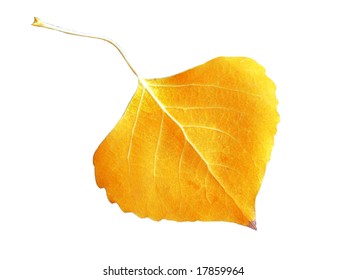 Fall Leaf on White Background