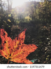 Fall Leaf With Sun Flare In The Nature Of Arkansas