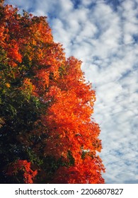 Fall Leave Agaisnt A Blue Fall Sky