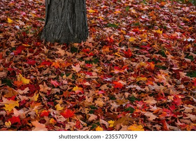Fall leaves around tree trunk