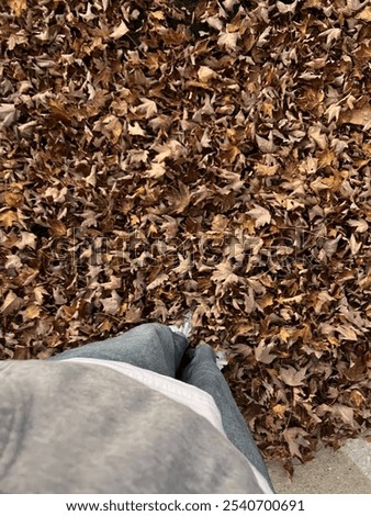 Similar – brown Autumn Cold Leaf Dry