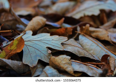 Fall Leaves In Avon, Indiana 